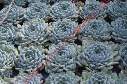 Echeveria setosa (forme bleue)