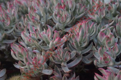 Crassula rubricaulis 'Candy Cane'