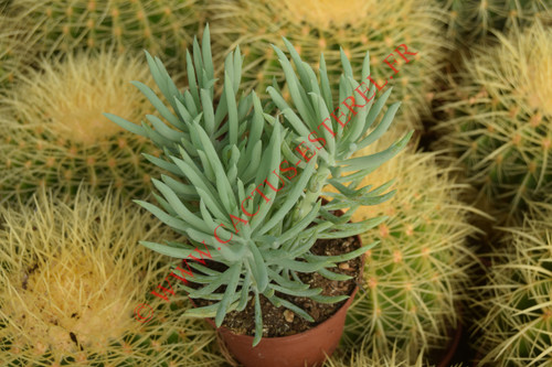 Senecio talinoides