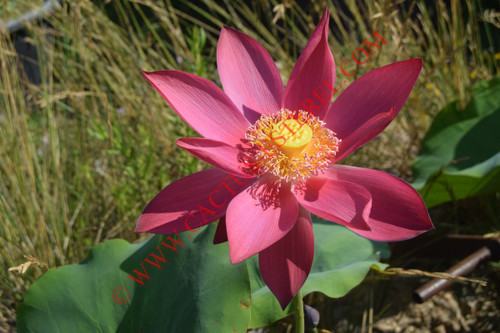 Nelumbo 'Beijing Beauty'