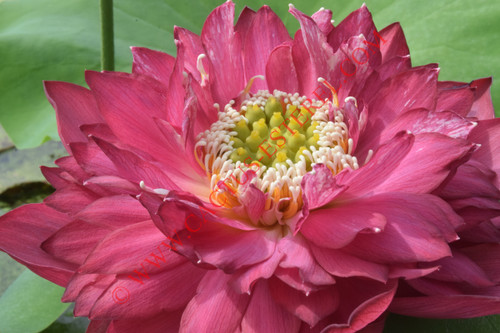 Nelumbo 'Children Sincerity'