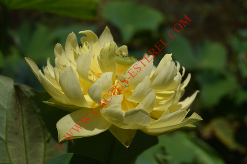 Nelumbo 'Linting Chunai'