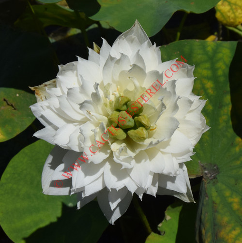 Nelumbo 'Little Goddess of Nanyue'