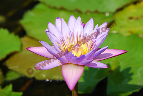 Nymphea 'Panama Pacific'