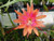 Epiphyllum 'Flaming Passion'