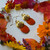 Orange Cosmos Pumpkin Earrings- 14K GF