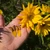 Sunflower Petal Monarch Earrings- Yellow Petals with 14k GF