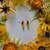 Black-Eyed Susan Earrings- Extra Small Petals with Simple 14K GF
