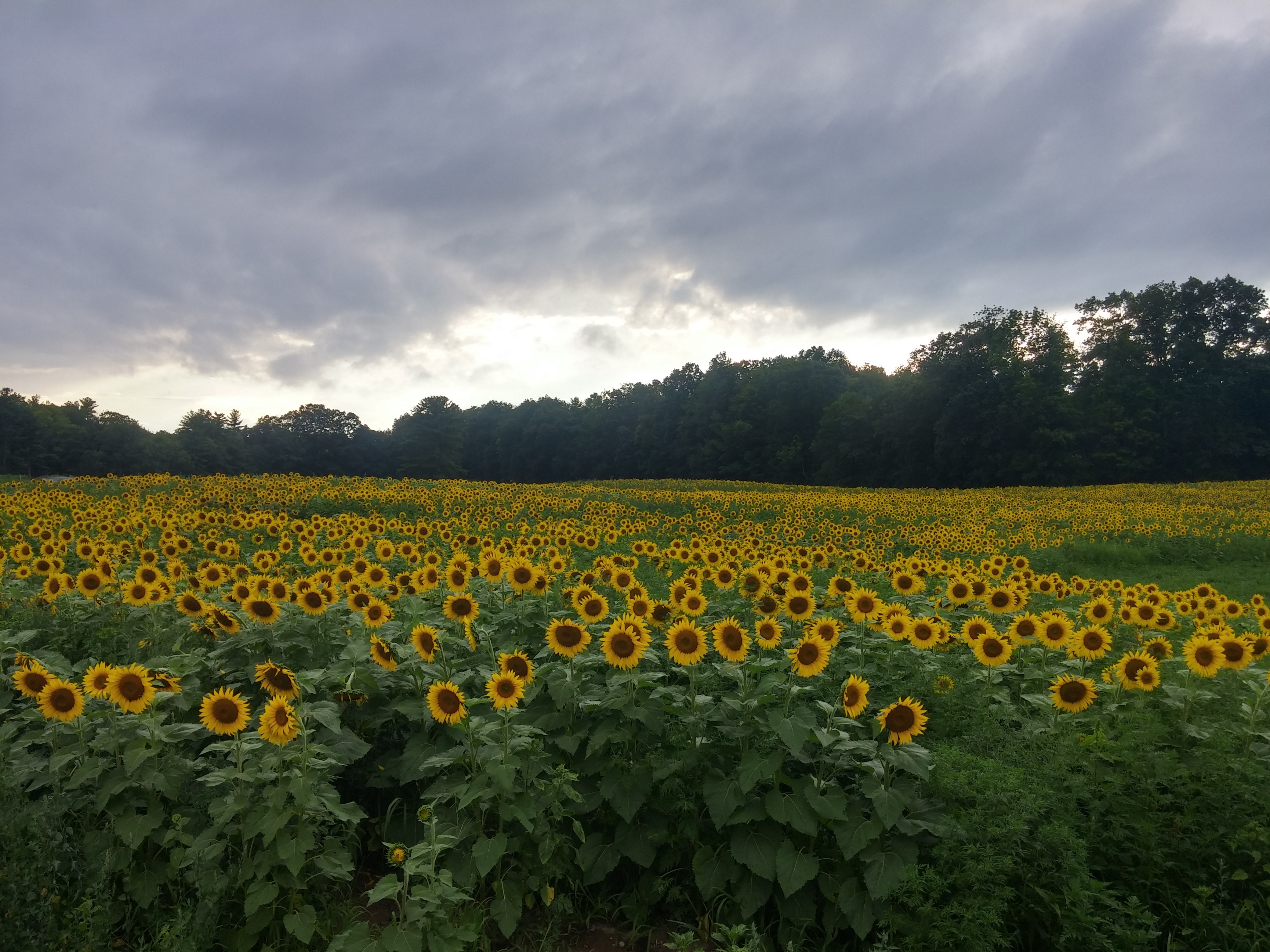 *Sunflowers *Sunflowers