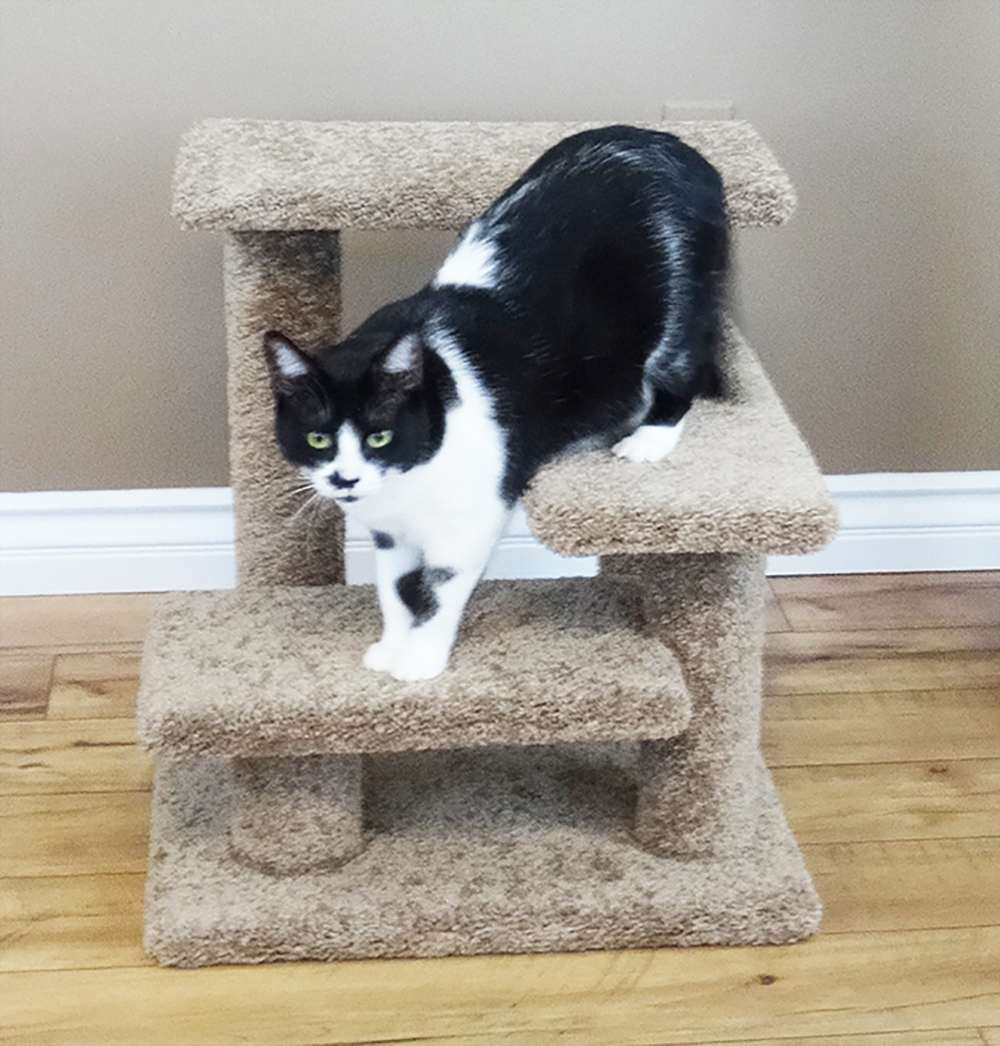 cat stairs