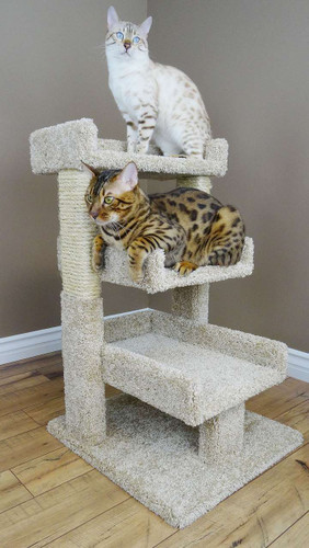 instal the new Cat Condo