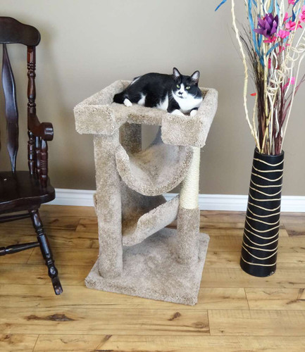 Premier Cat Scratch & Lounge