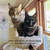 Cat Tree for multiple cats to share