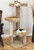 New Cat Condos 51" Solid Wood Large Cat Tree Lifestyle with Cats in Brown New Cat Condos 51" Solid Wood Large Cat Tree Lifestyle with Cats in Brown