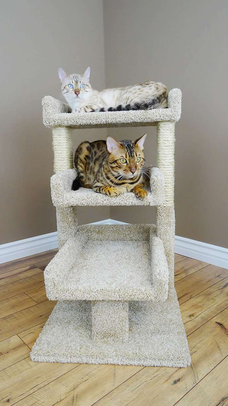 new cat condos triple cat perch