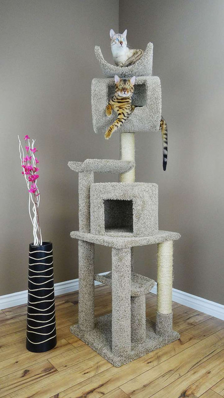 6 foot shop tall cat tree