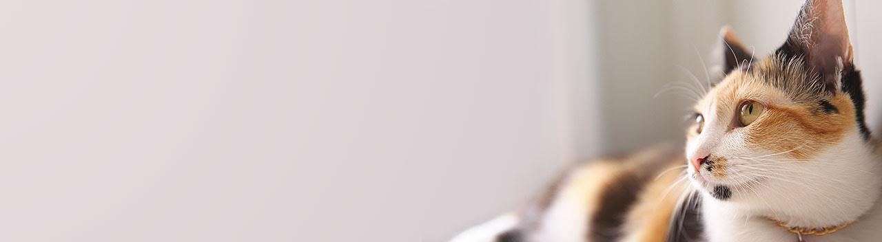 new cat condos large cat tower