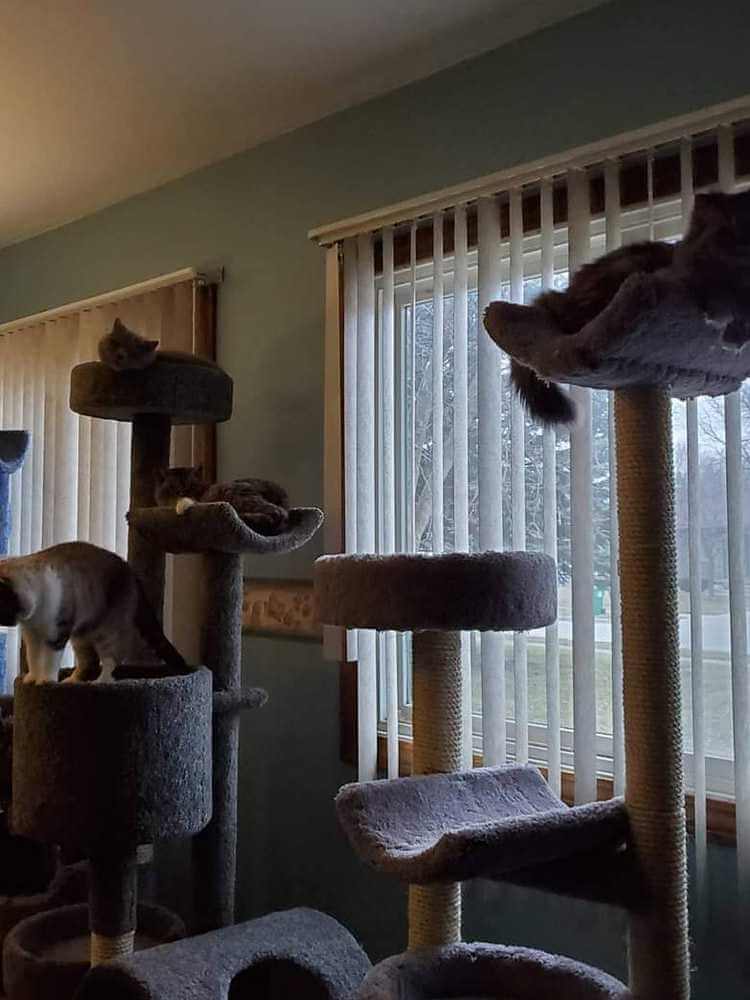 Customer Images New Cat condos