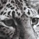 Protect Partner Profile: Panthera