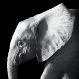 Save The Elephants Day