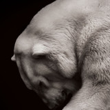 Protect Partner Profile: Polar Bears International