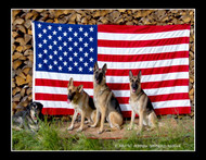 The Frigid Temperatures of Fairbanks Won't Stop the Arctic German Shepherd Rescue