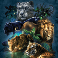 Behind the Artwear: Tami Alba's Wildlife T-Shirts