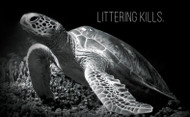 Protect Partner Profile: The Sea Turtle Conservancy