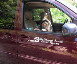 A Designer Dog, A Mountain Design, and Designing for Change