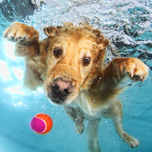 Award-Winning Photographer Seth Casteel Brings Pounce and Underwater Dog T-Shirts To The Mountain