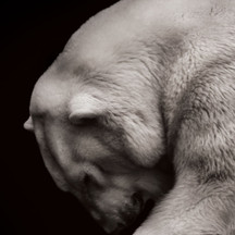 Protect Partner Profile: Polar Bears International