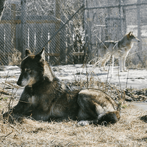 What Exactly Is a Wolf Sanctuary? The Mountain Takes a Trip to Find Out.