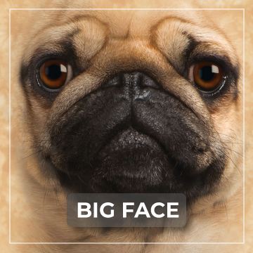 Big Face T-Shirts