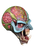 Trick Or Treat Iron Maiden Final Frontier Eddie Mask Halloween Costume TTGM122 Trick Or Treat Iron Maiden Final Frontier Eddie Mask Halloween Costume TTGM122
