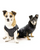 Rogue and Wolf Astral Dogs Pet Crescent Moon Sun Gothic Punk Vest Costume PET-03 Rogue and Wolf Astral Dogs Pet Crescent Moon Sun Gothic Punk Vest Costume PET-03