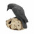 Nemesis Now Ravens Remains Human Skull Gothic Desk Ornament Figurine NEM2834 Nemesis Now Ravens Remains Human Skull Gothic Desk Ornament Figurine NEM2834