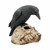 Nemesis Now Ravens Remains Human Skull Gothic Desk Ornament Figurine NEM2834 Nemesis Now Ravens Remains Human Skull Gothic Desk Ornament Figurine NEM2834