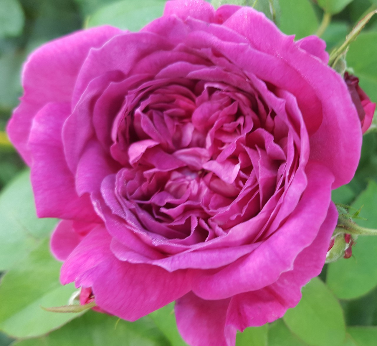 Reine Des Violettes. Old Fashioned Climbing Rose
