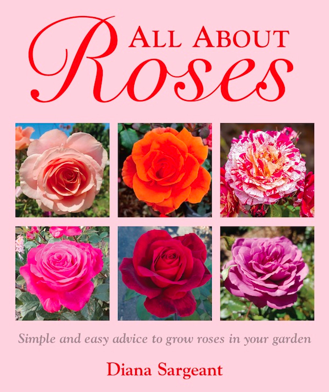 All My Loving Hybrid Tea Rose - Buy Roses