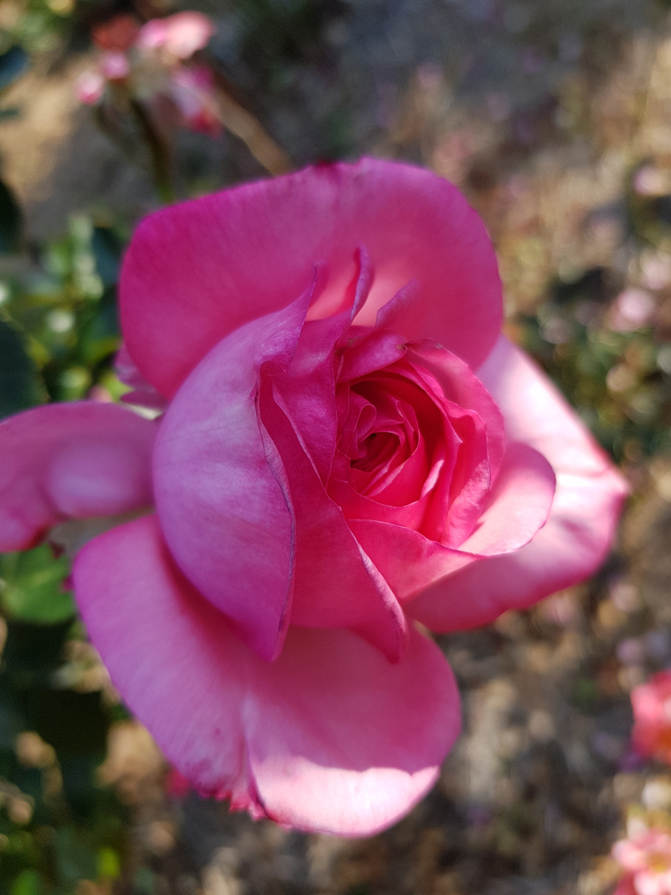 Parfum De Paris Rose. Highly Fragrant