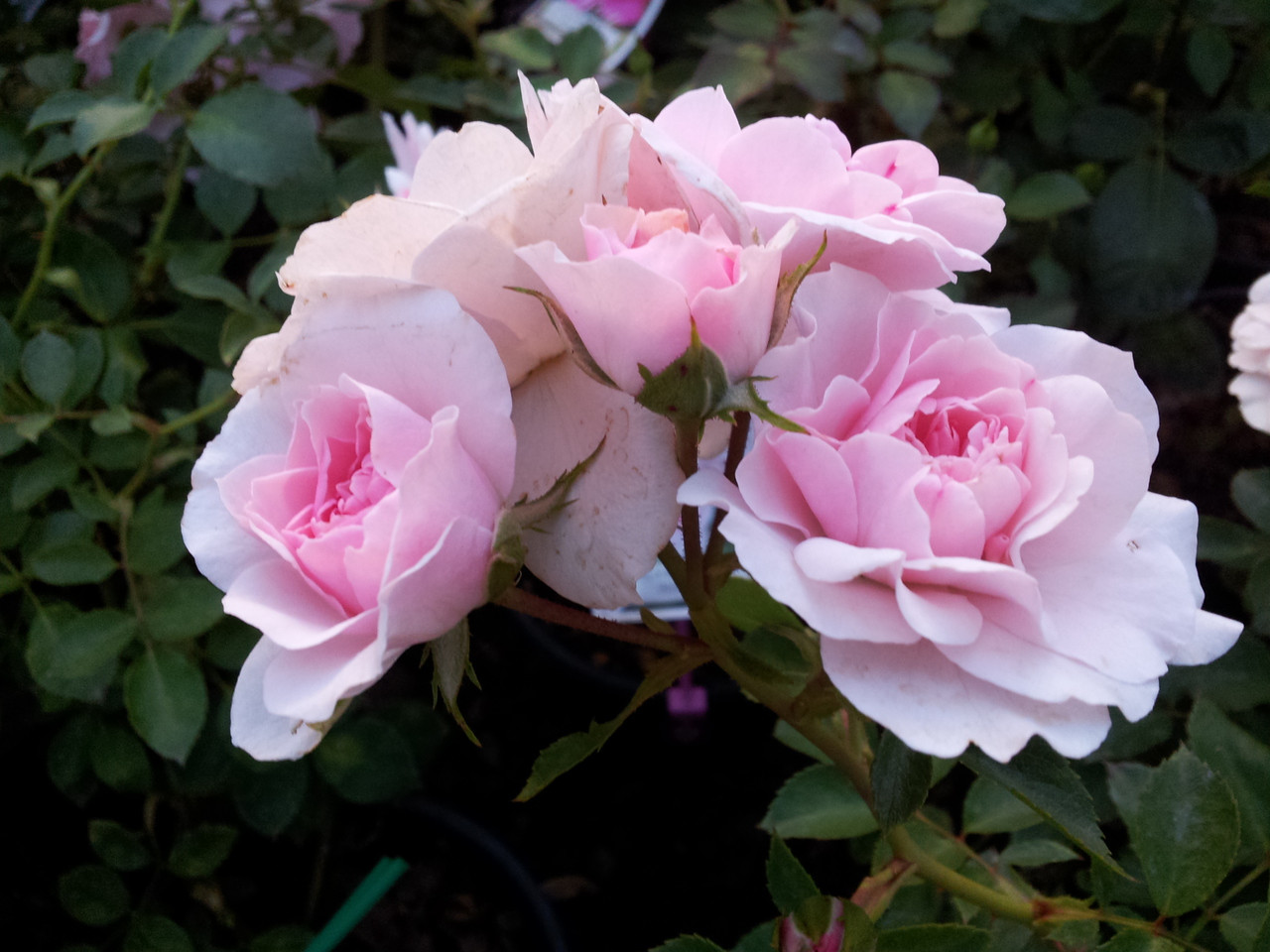 Bonica. Shrub/Landscape/Floribunda Rose