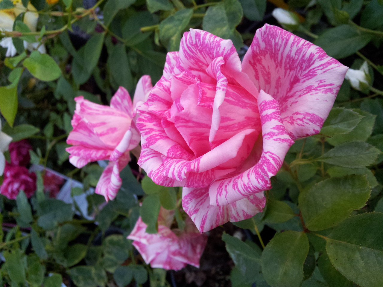 Pink Intuition. Delbard Rose