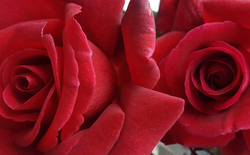 Buy Red Romantic Roses – Rose Farmers