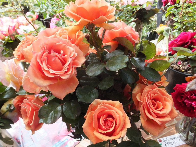 Ashram - 90cm Standard Rose [PICK UP ONLY]