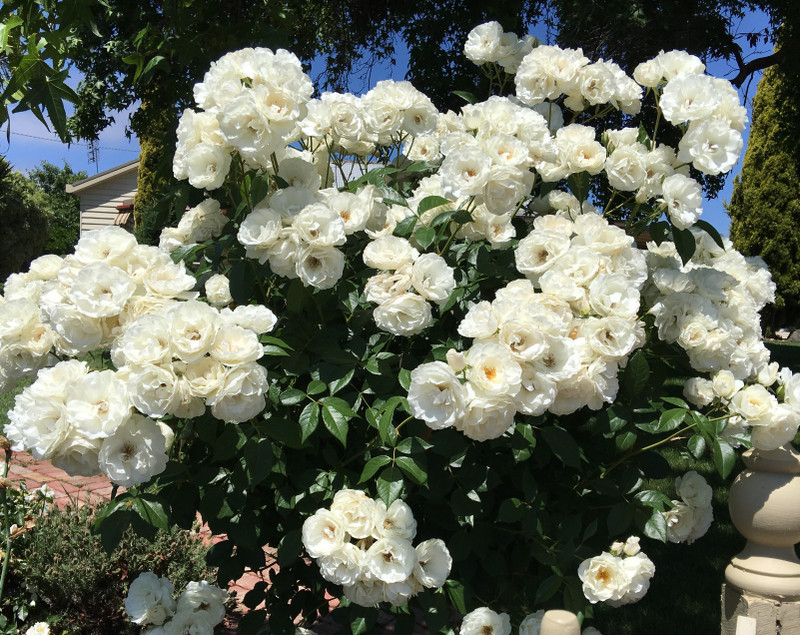 Iceberg Climbing Rose