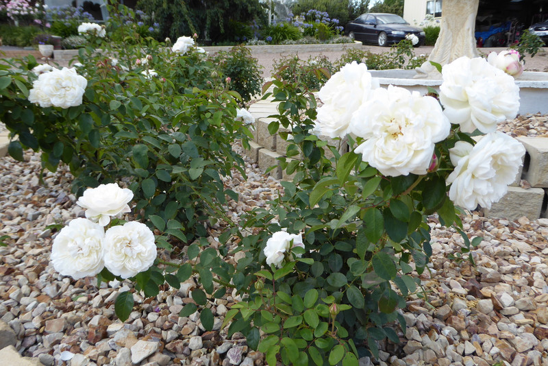 Winchester Cathedral - 90cm Standard Rose [PICK UP ONLY]
