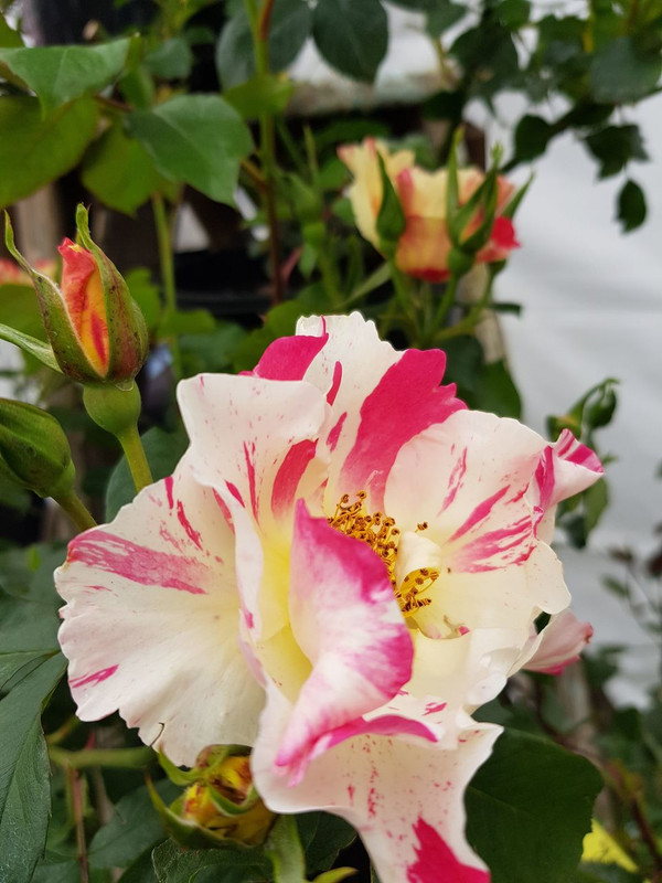 Soaring Spirits - Climbing Rose (bare rooted)