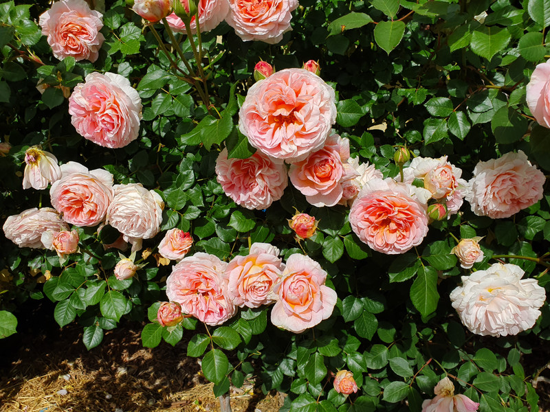 Image of Abraham Darby Rose
