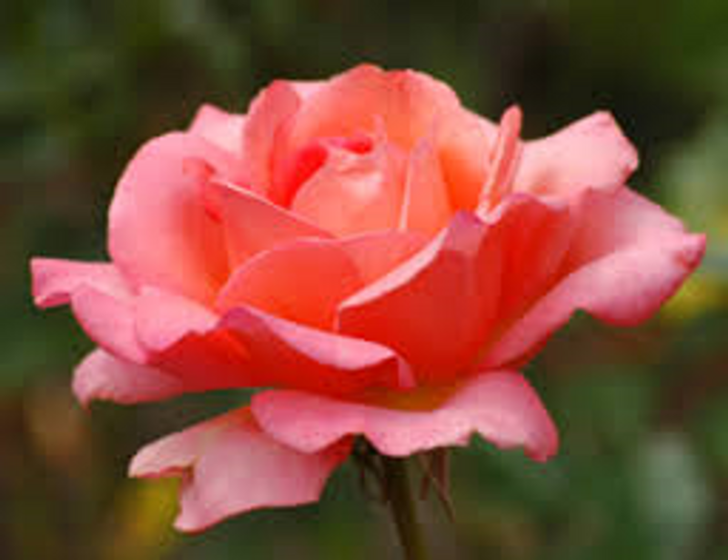 Lovely Lady - Hybrid Tea (bare rooted)