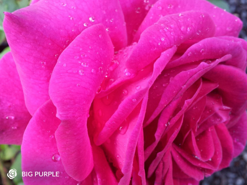 Big Purple - Hybrid Tea (bare rooted)